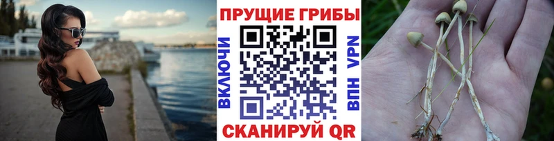 это наркотические препараты  Калачинск  Псилоцибиновые грибы мицелий  как найти закладки 